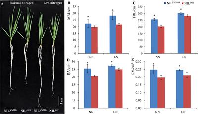 Transcriptomic analysis reveals the contribution of QMrl-7B to wheat root growth and development